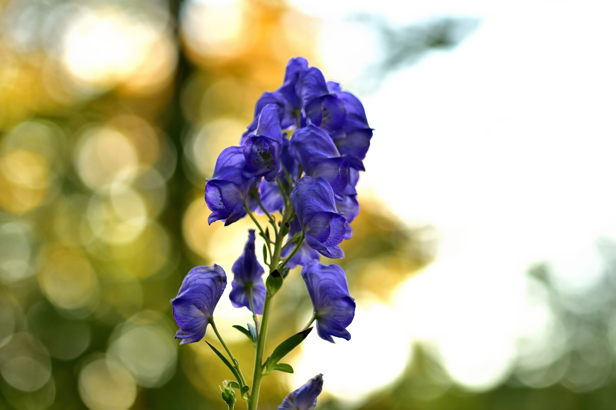 Close-up of bloom of Aconitum napellus also known as aconite, monkshood, wolf's-bane, leopard's bane, mousebane, women's bane, devil's helmet, queen of poisons, or blue rocket