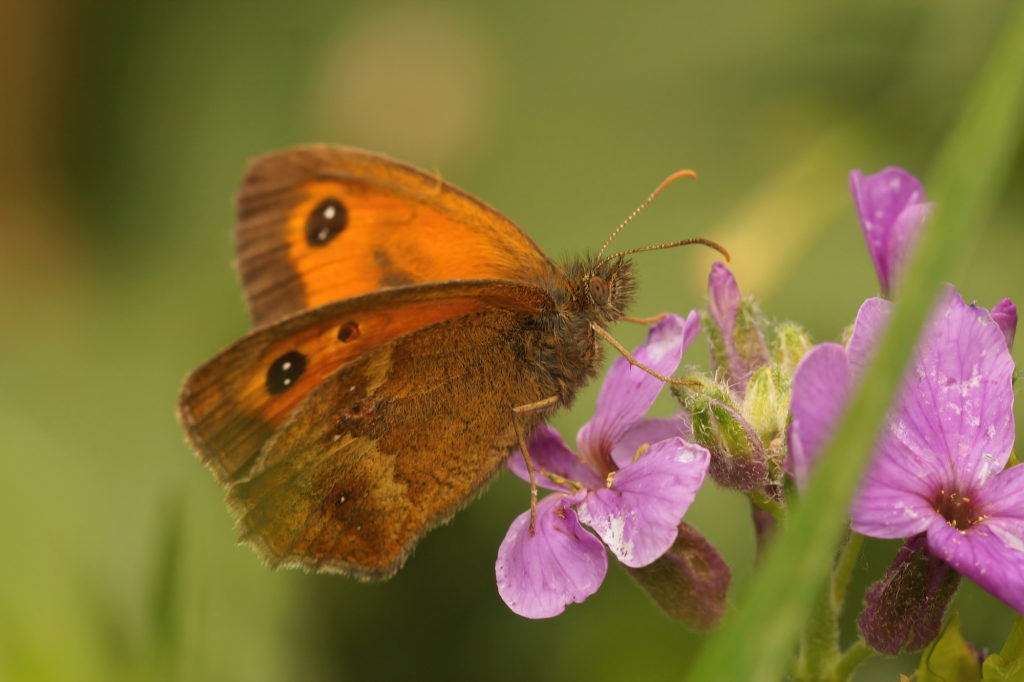 Closeup of the orange Gatekeeper butterfly, Pyronia tithonus sitting