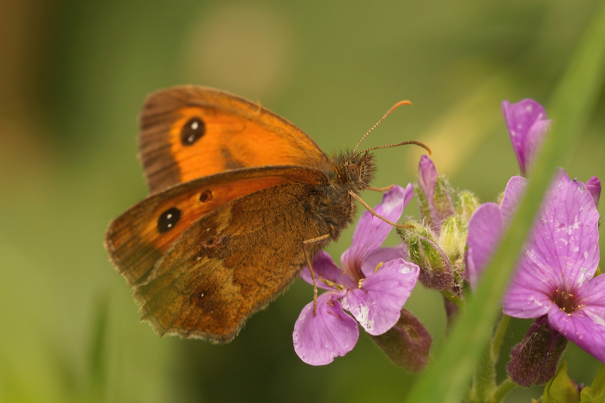 Closeup of the orange Gatekeeper butterfly, Pyronia tithonus sitting on a purple flower in the garden
