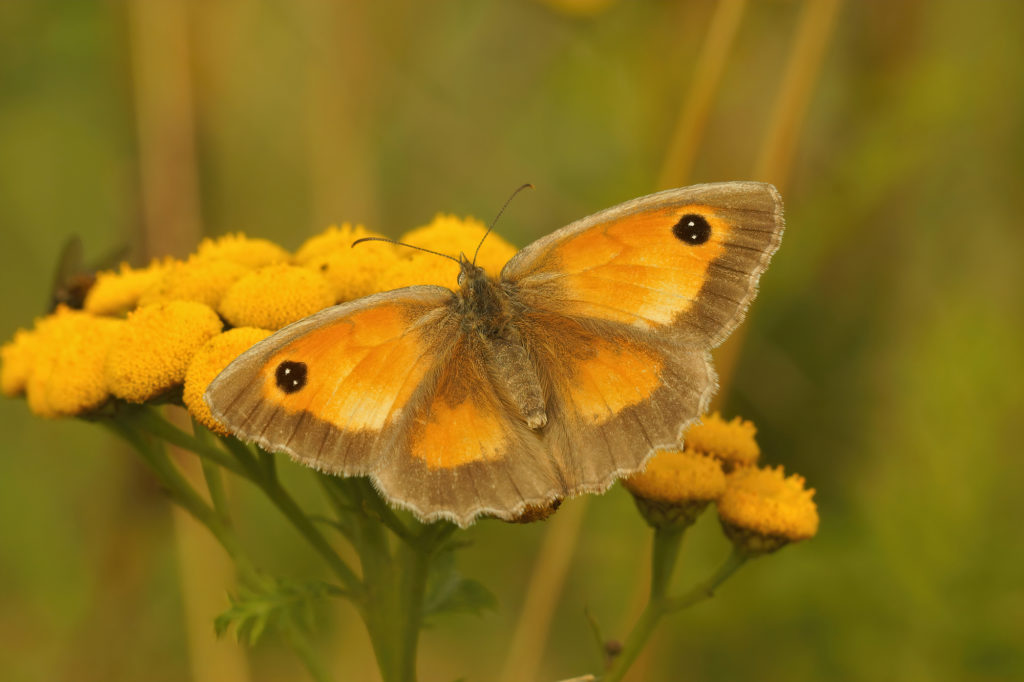 Closeup on a Gatekeeper butterfly, Pyronia tithonus, with open wings on a Tanacetum vulgare