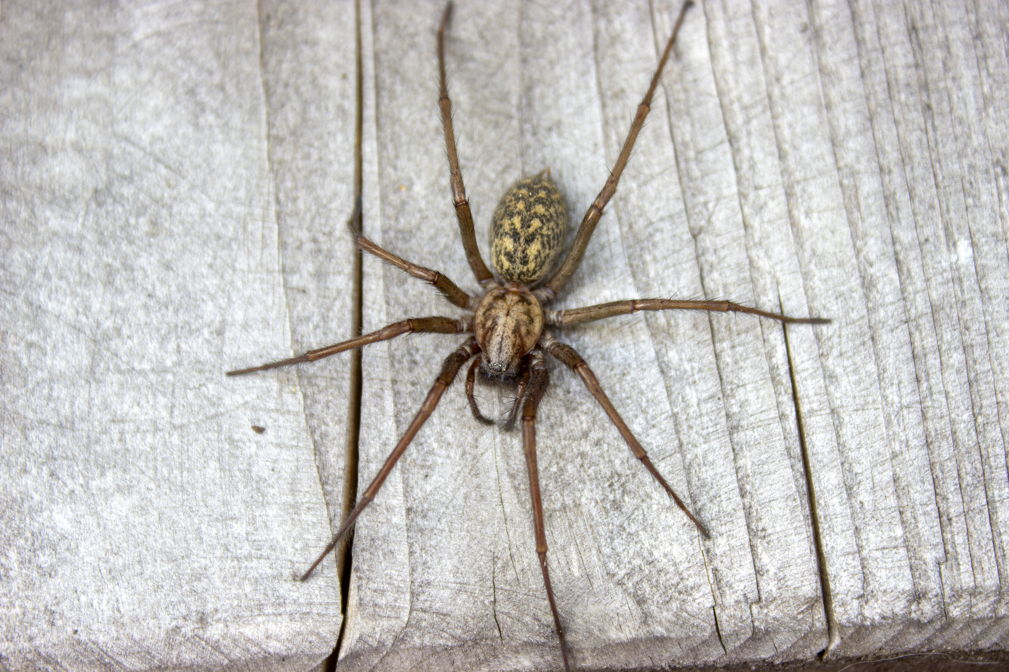 female house spider