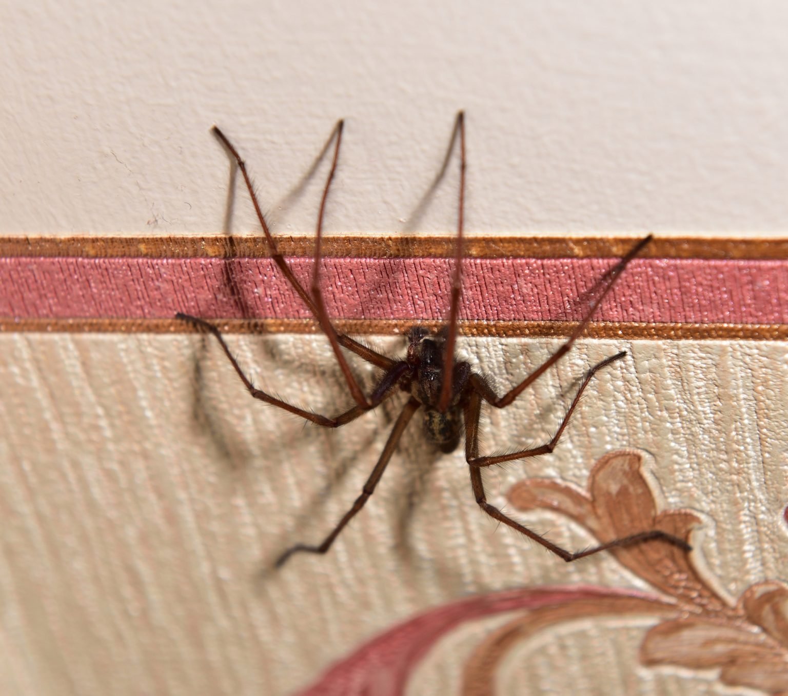 Giant House Spider Eratigena Atrica Glenlivet Wildlife
