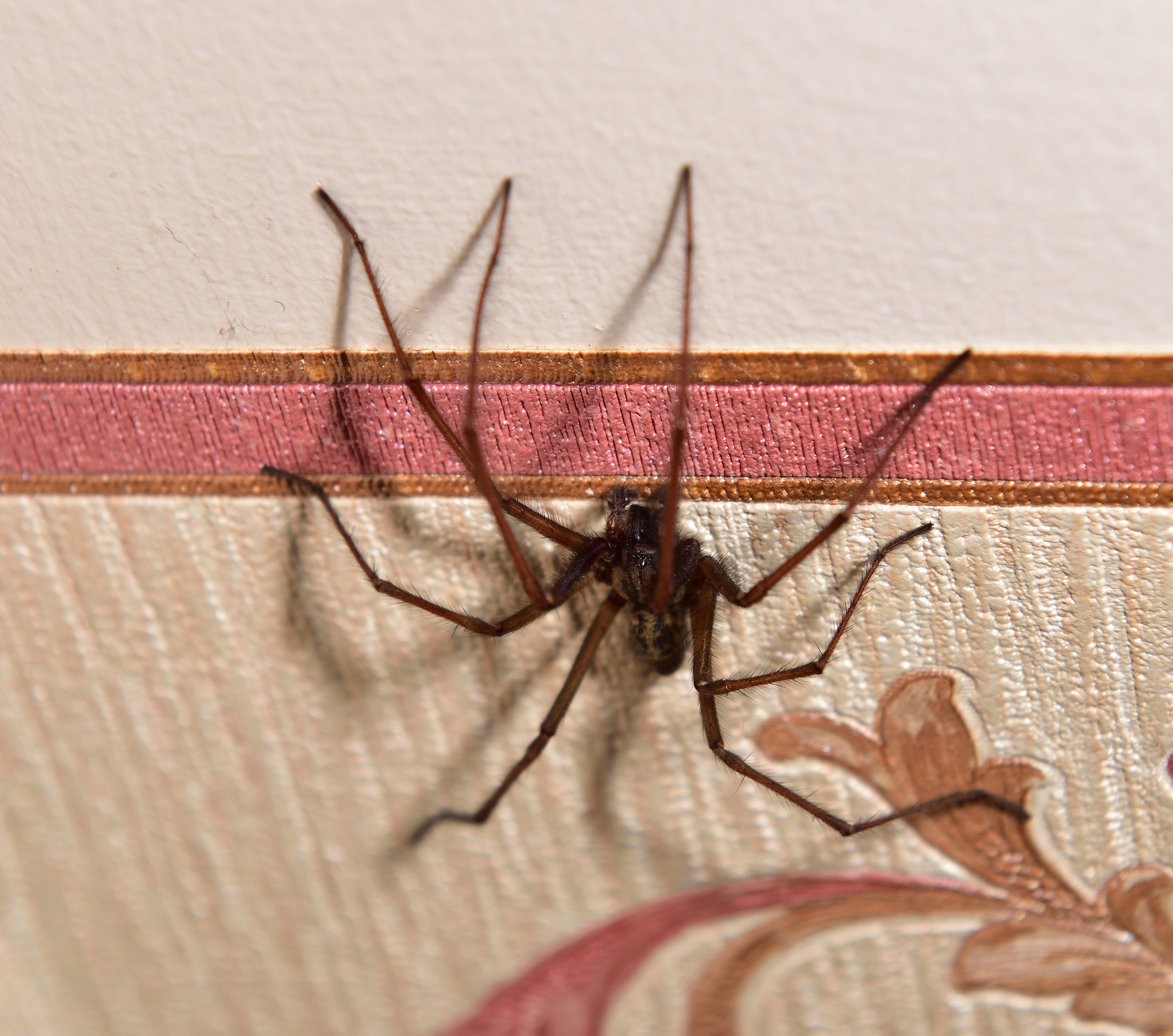 Domestic house spider hanging on the wall paper