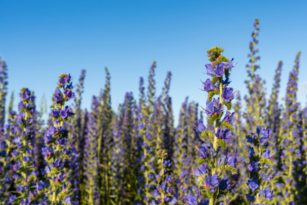 Echium vulgare vipers bugloss blooms in a meadow