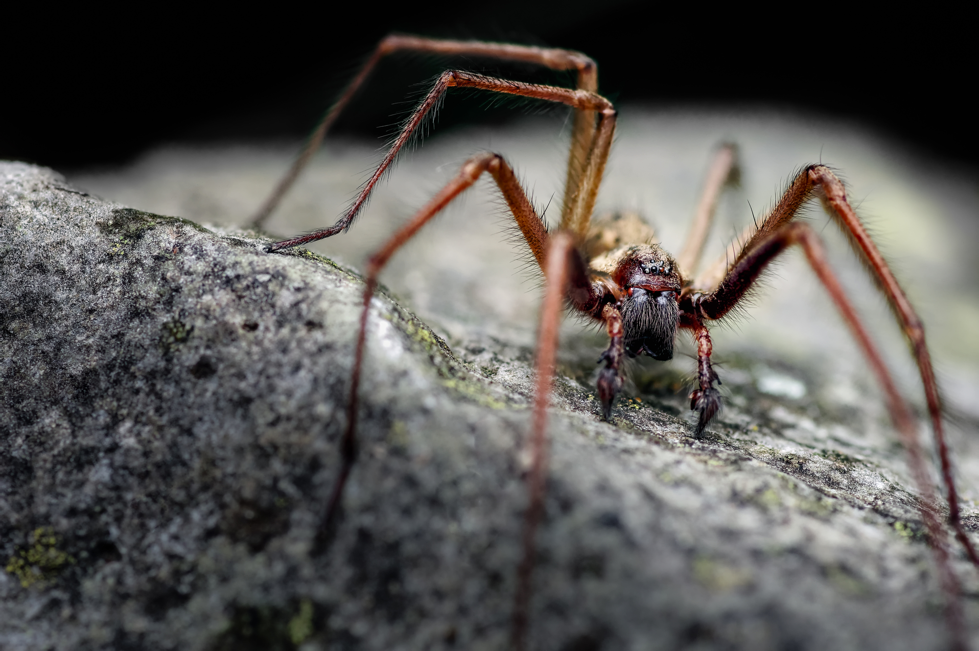 This is a male Giant House Spider (Eratigena atrica)