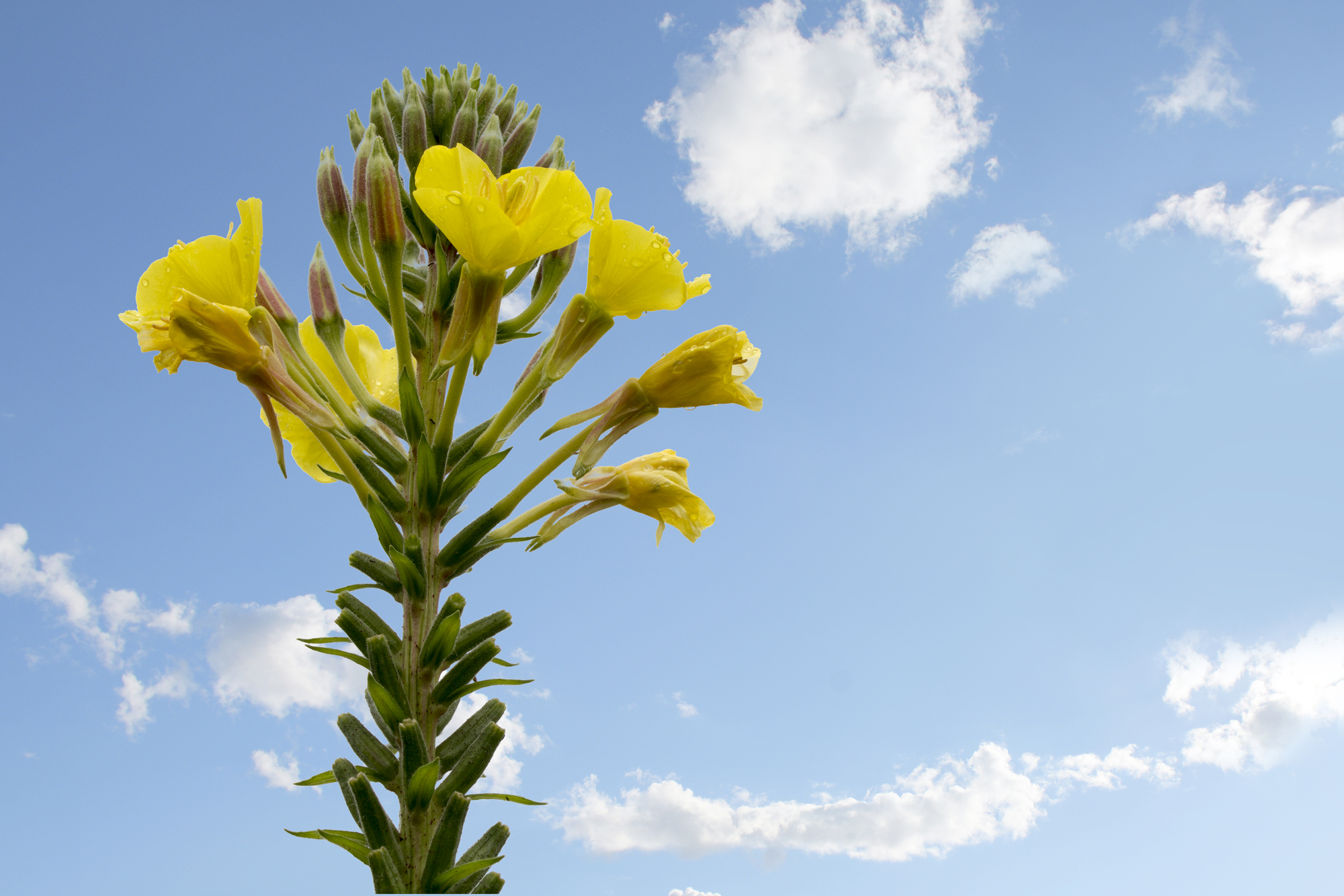 Yellow evening primrose (Oenothera biennis) against the blue sky