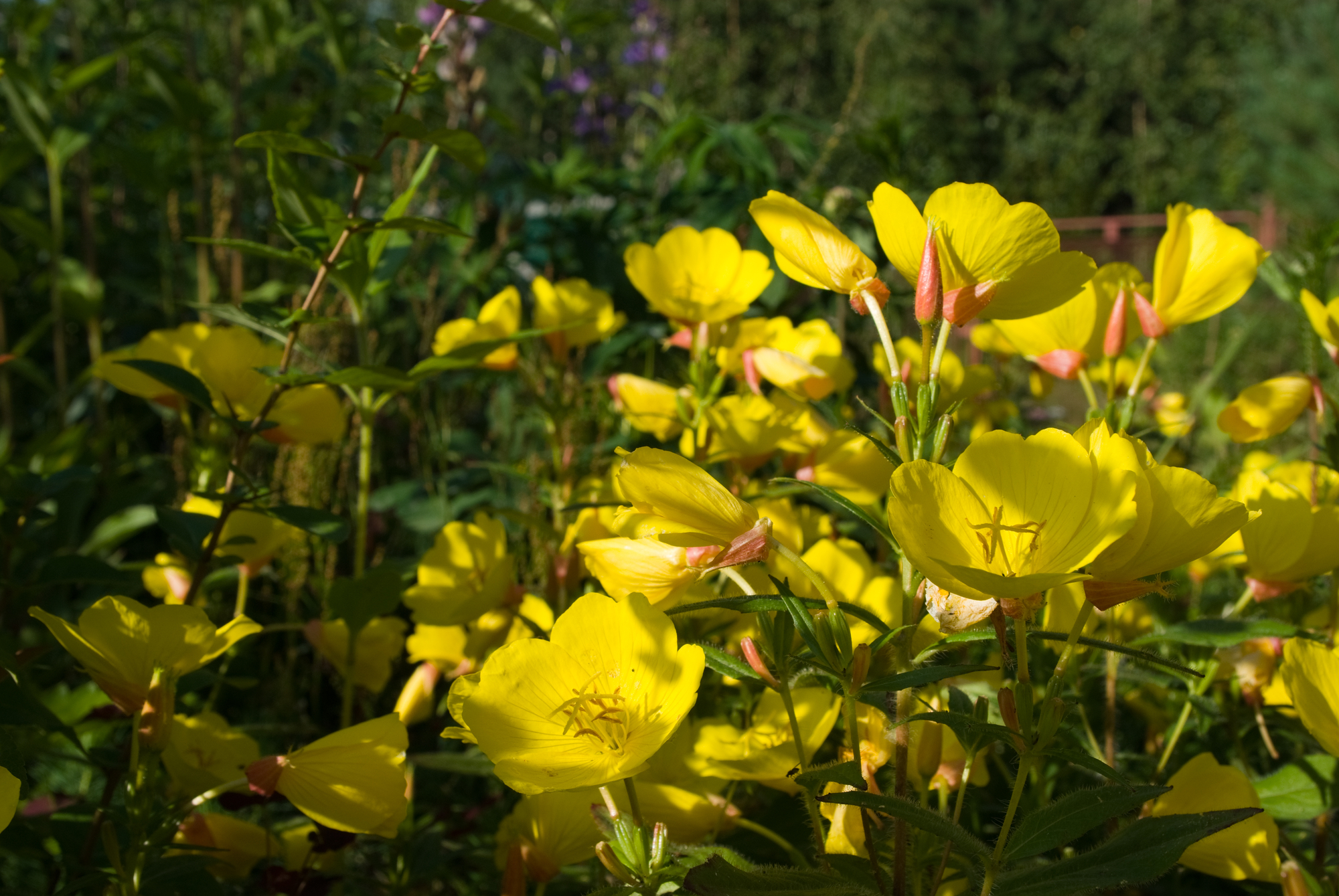 Evening primrose flowers