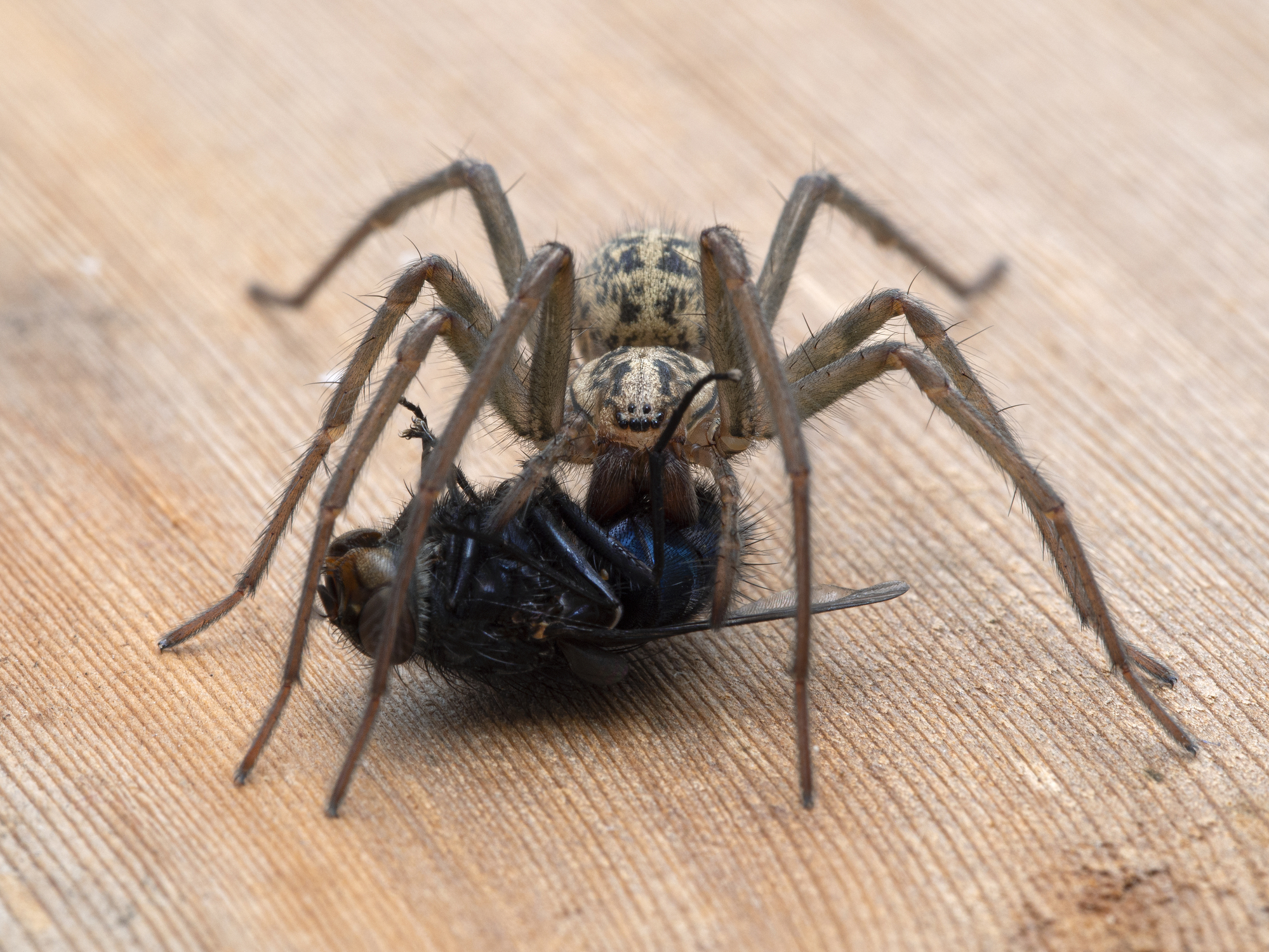 Female giant house spider (Eratigena duellica) feeding