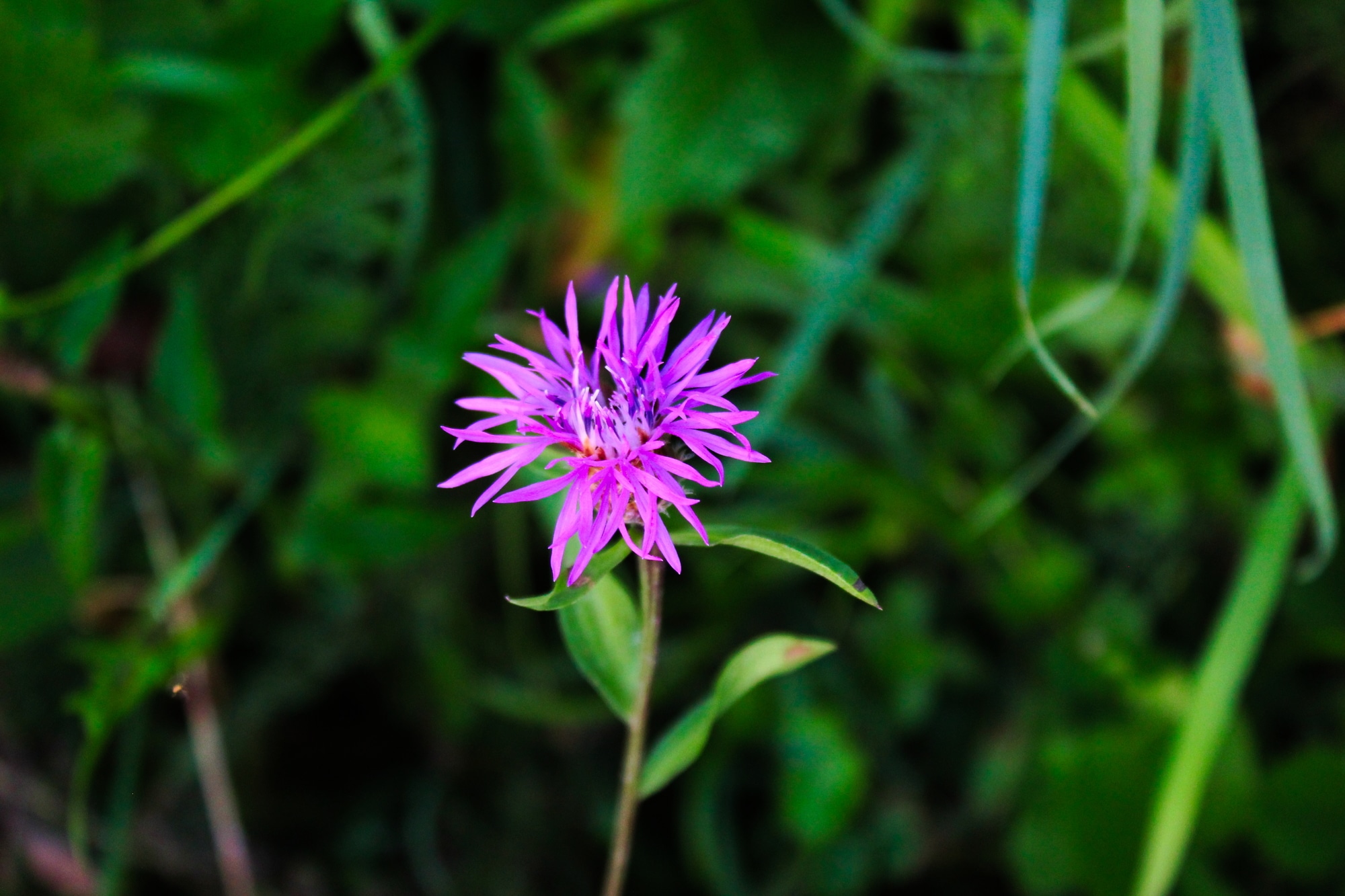 Flower of Centaurea nigra