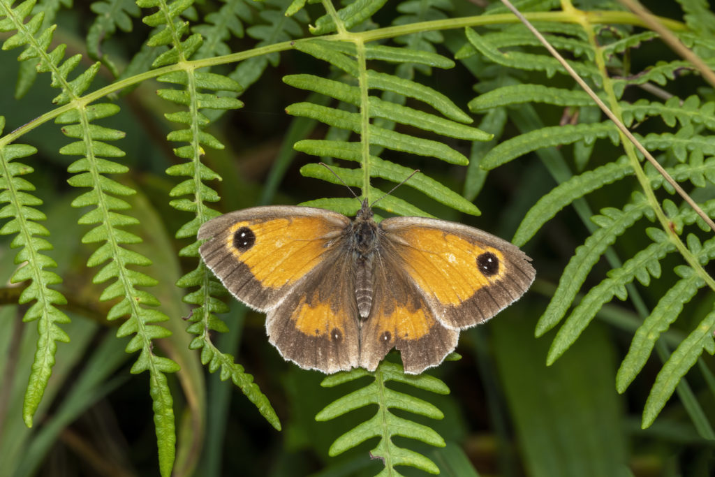 Gatekeeper Butterfly (Pyronia tithonus) a flying insect
