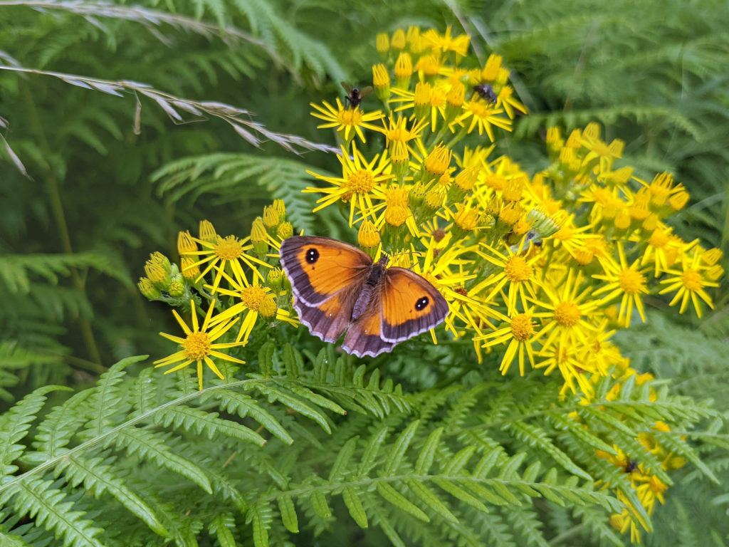 Lovely gatekeeper butterfly, Pyronia tithonus, feeding on yellow common ragwort flowers with open wings