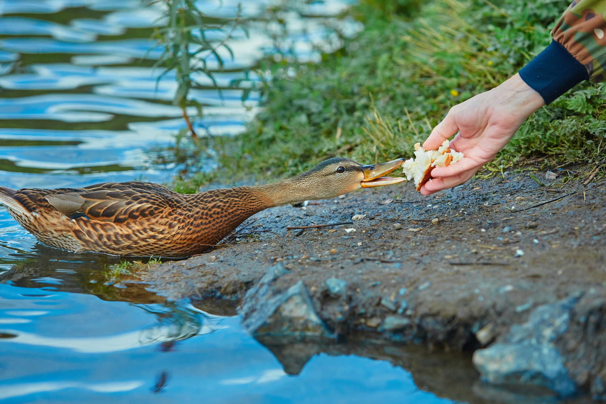 Human feeds a wild duck white bread.