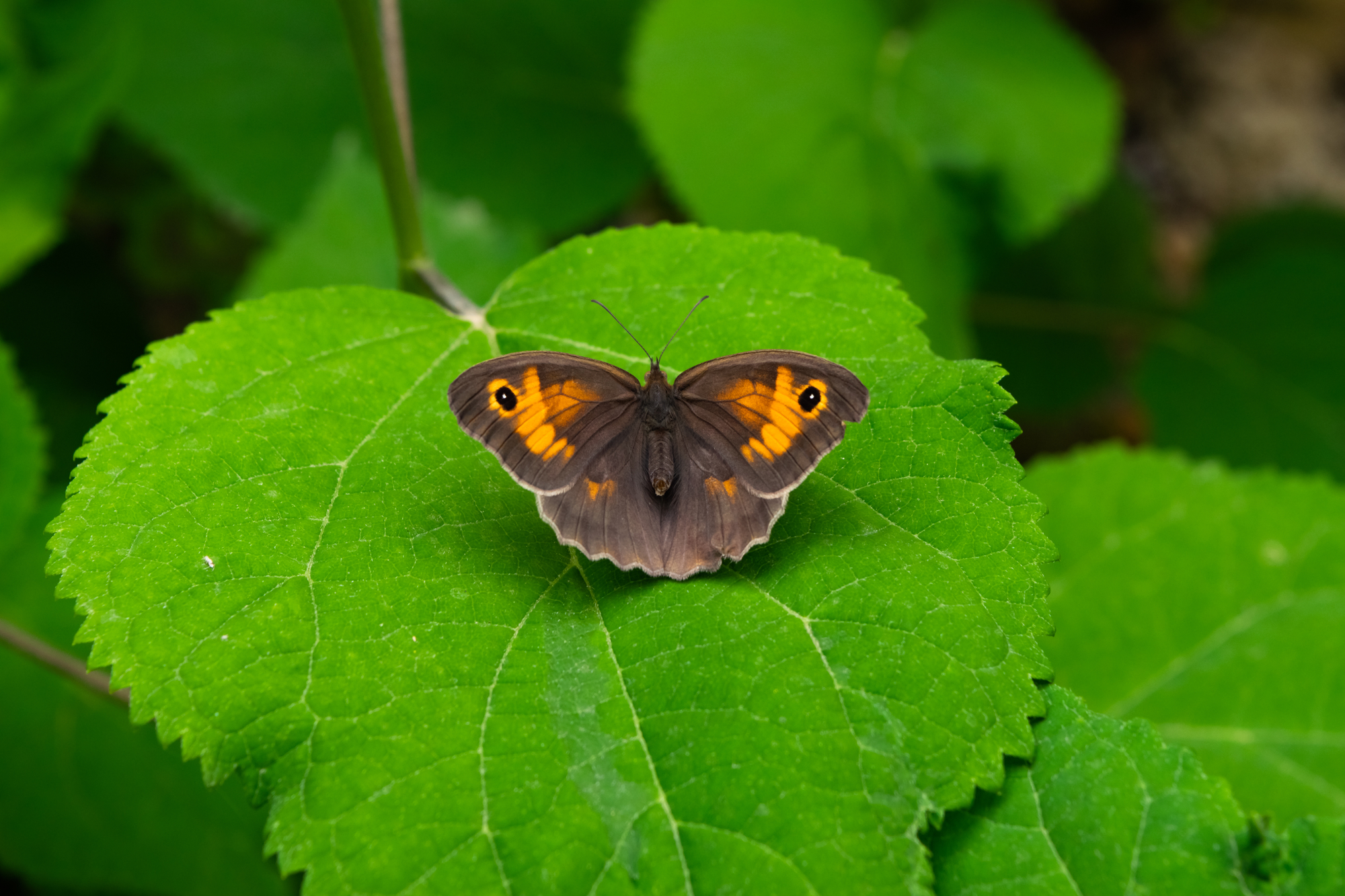 A closeup of a beautiful meadow brown butterfly sitting on a hydrangea leaf