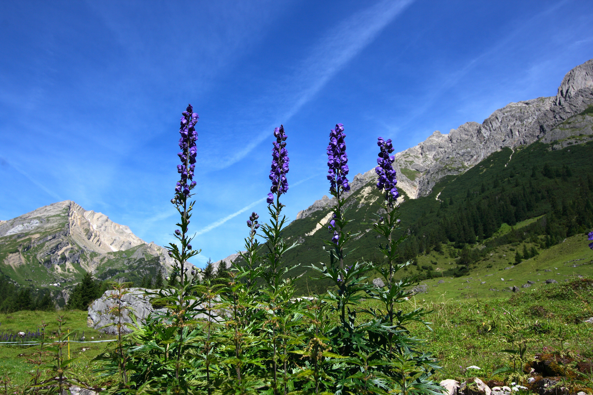 (Monkshood, aconite, fuzi), poisonous European endemic plant.