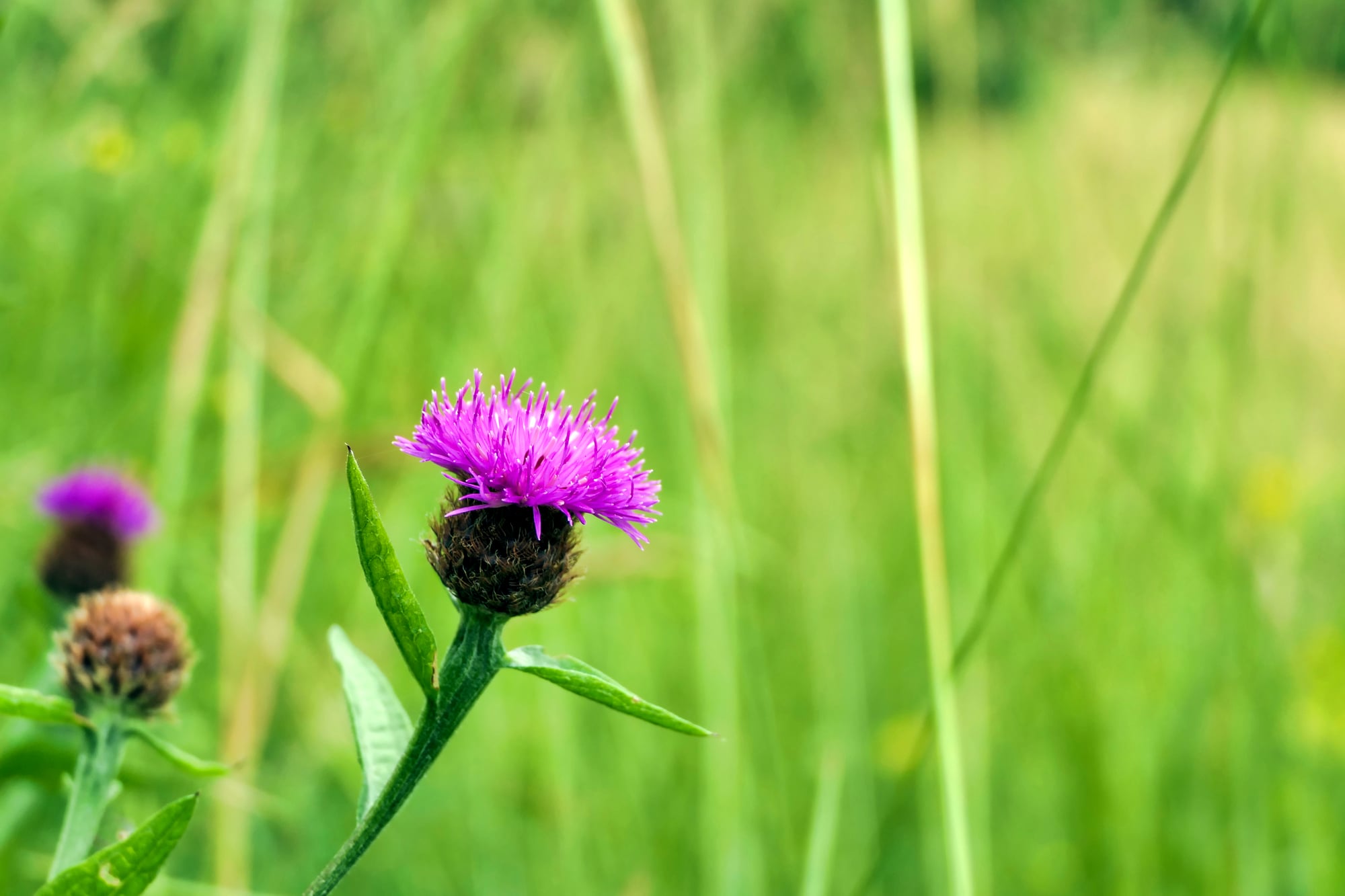 Soft focus close up of a Common Knapweed (Centaurea nigra)