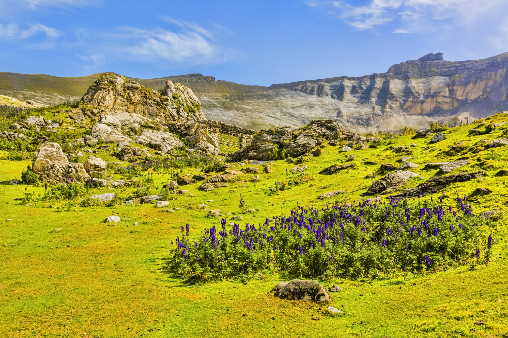 Violet flowers (Aconitum napellus) in the centre of the glacial Circus of Troumouse