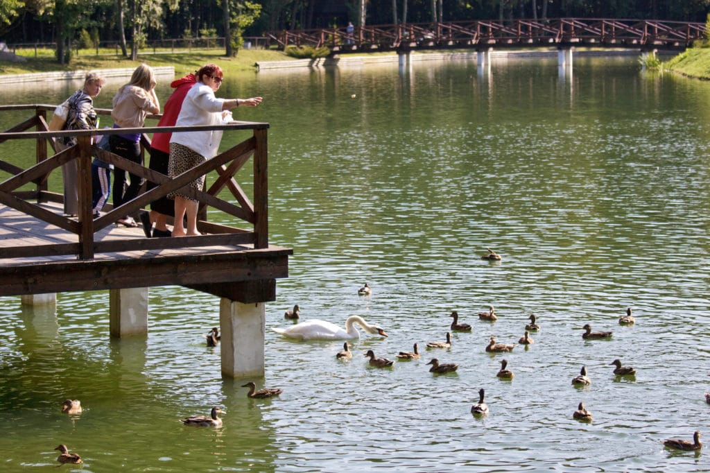 Feeding ducks in public