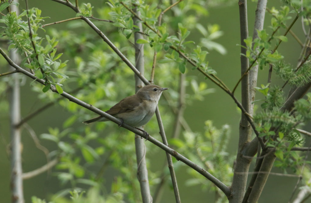 A pretty Garden Warbler, Sylvia borin, perched on a willow tree