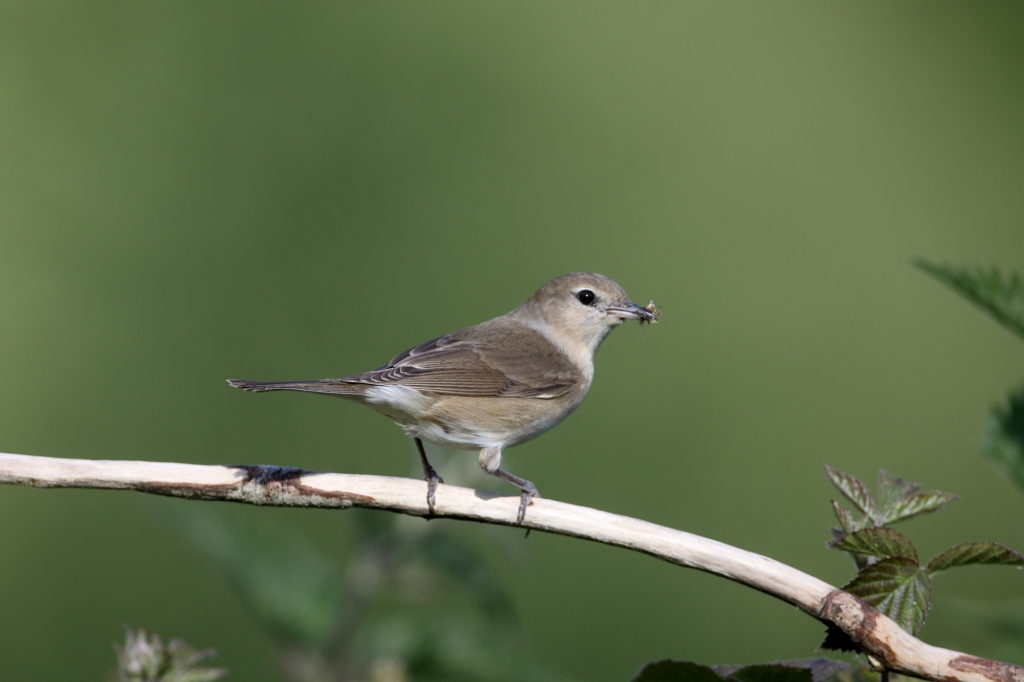 Garden warbler,  Sylvia borin, Single bird on perch, Warwickshire, May 2015