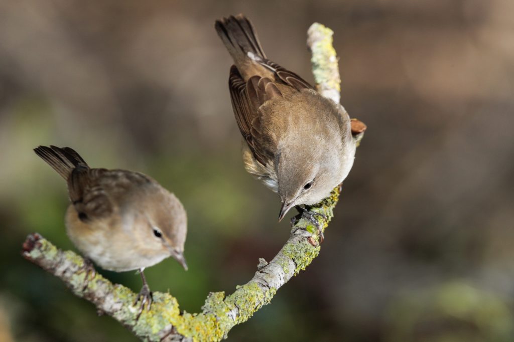 Placid looking cute Garden warblers Sylvia borin