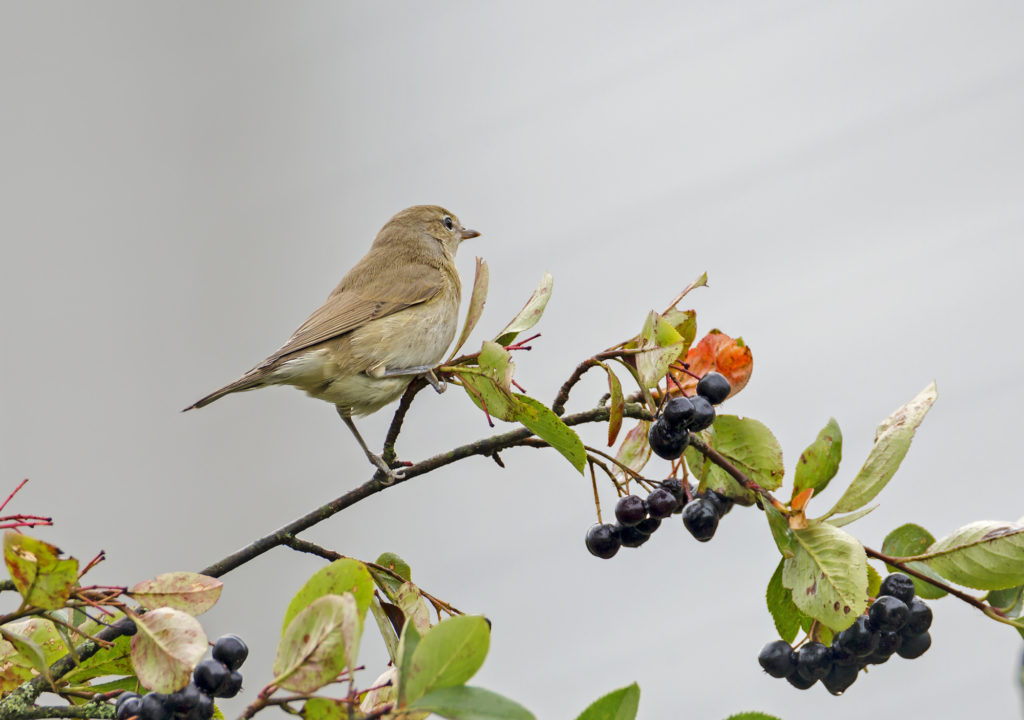 Sylvia-borin-Garden-Warbler-Lat.-Sylvia.-A-songbird