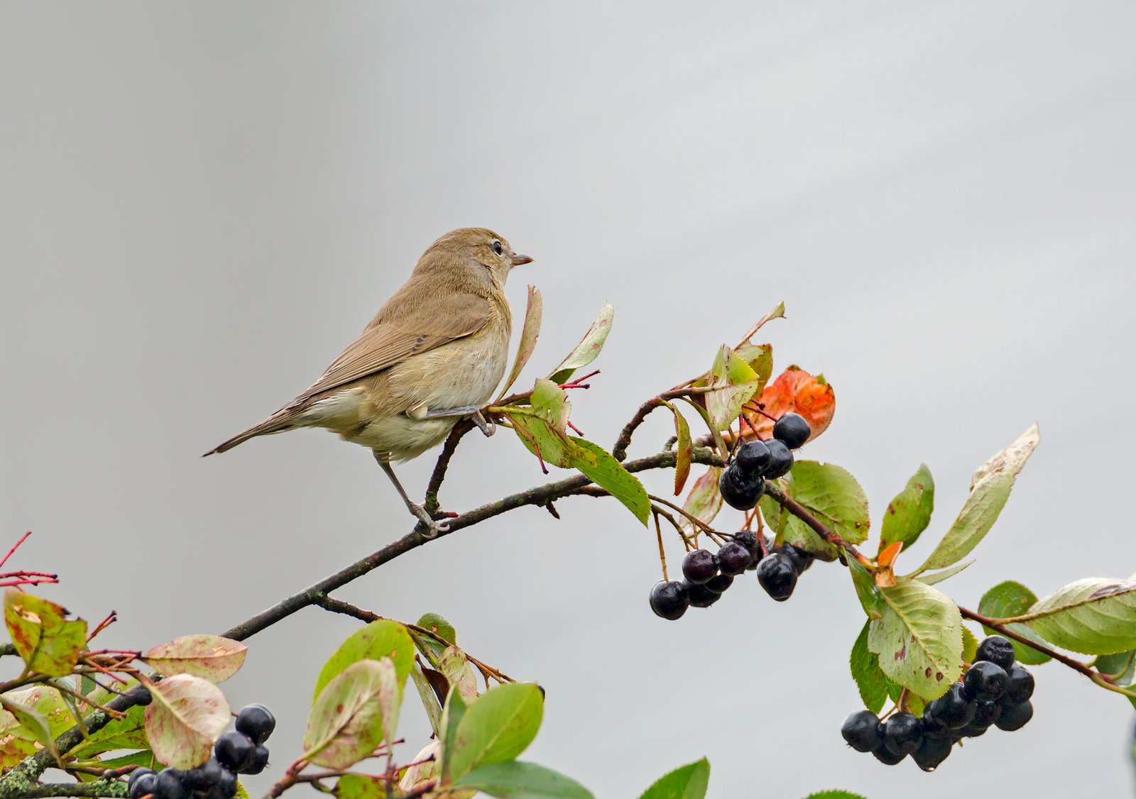 Garden Warbler Sylvia Borin Identification And Migration garden-warbler-sylvia-borin-identification-and-migration