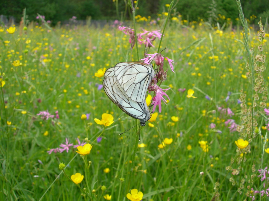 Butterfly feeding on the nectar