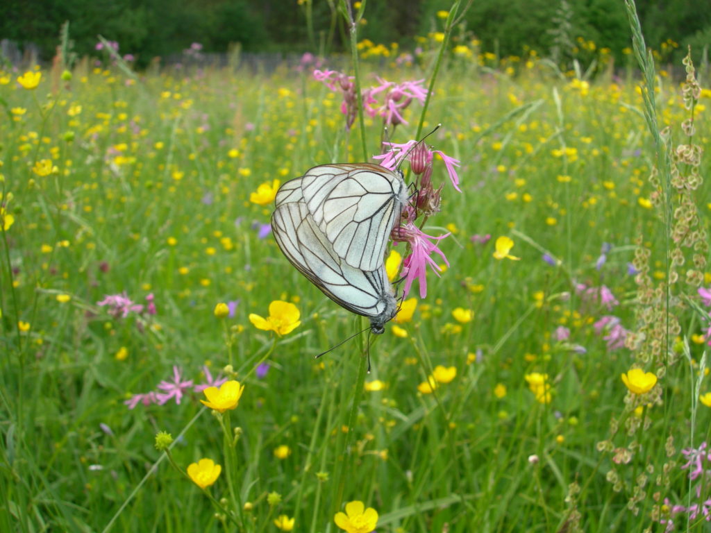 ragged-robin-silene-flos-cuculi-where-to-find-and-uses