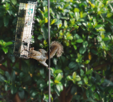 An animal trying to eat while holding its feet on a pole