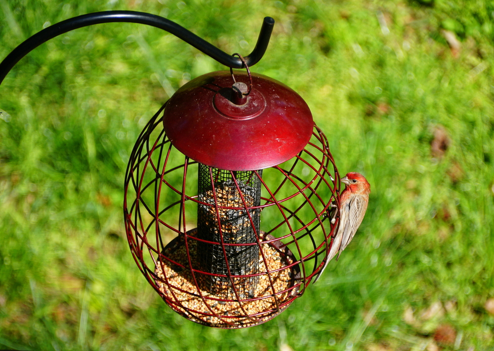 New Squirrel Proof Guard Bird Peanut Feeder Garden Hanging Tray Gardman 