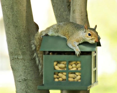 feeding station