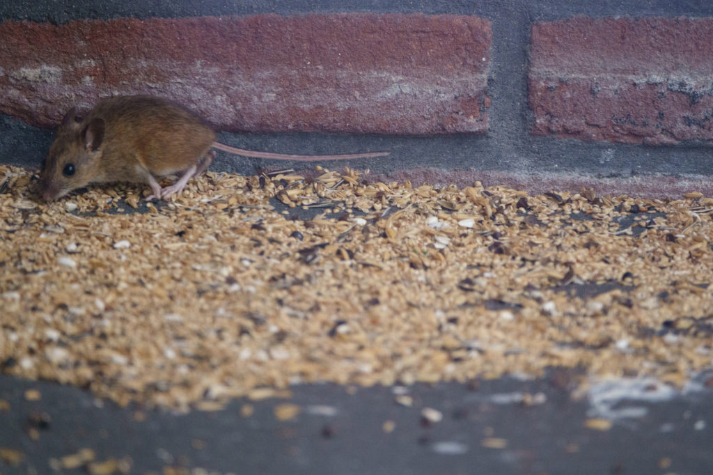 A mouse is feasting on spilled seeds from a bird