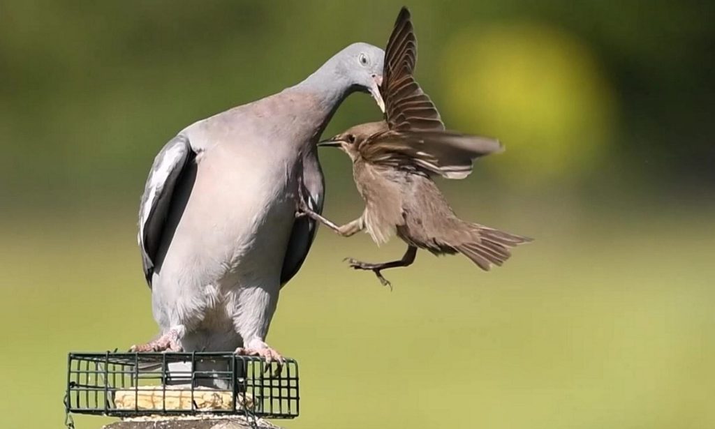 A pigeon attacks a starling on a bid feeder