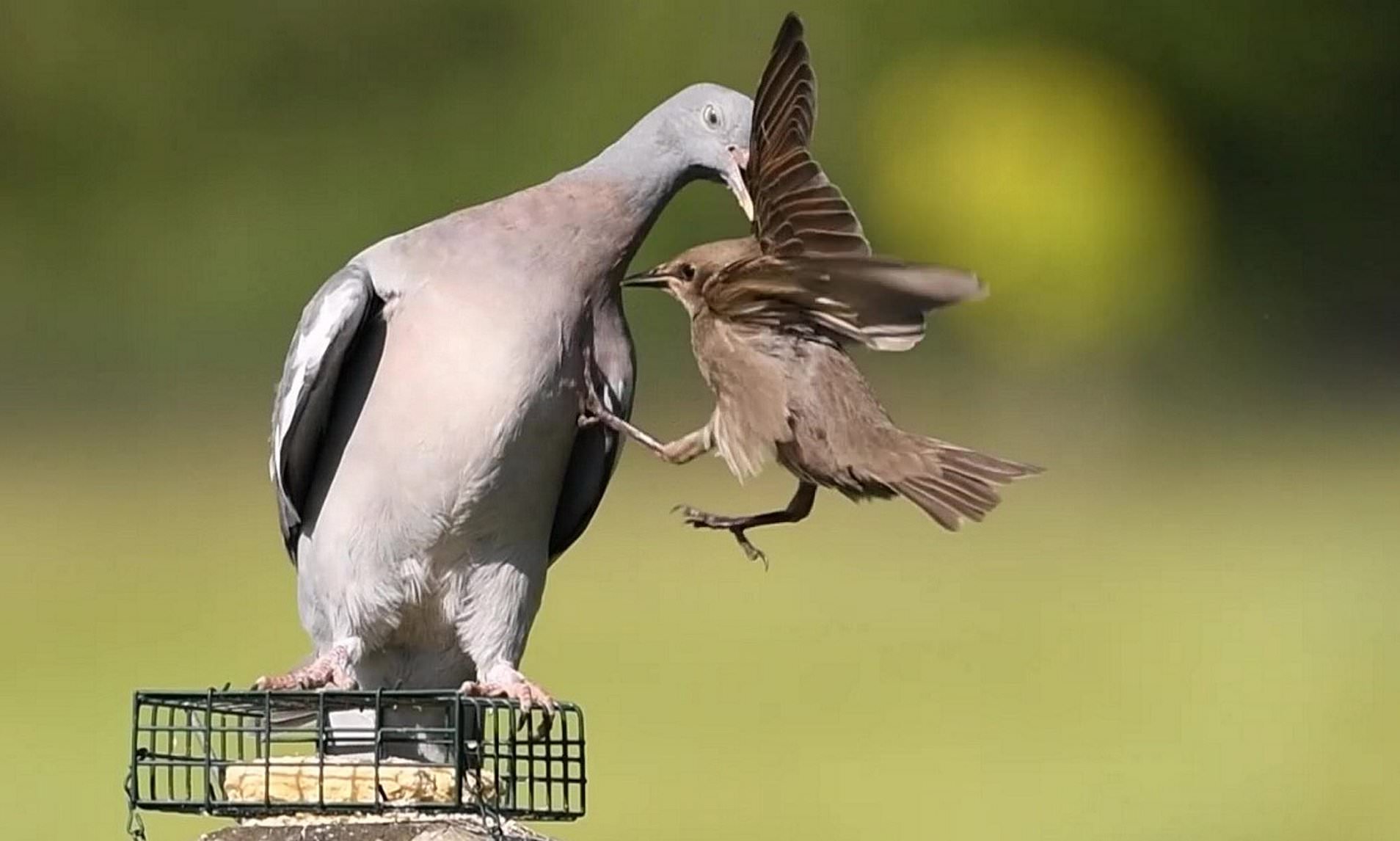 How To Stop Pigeons Eating Bird Food From Feeders