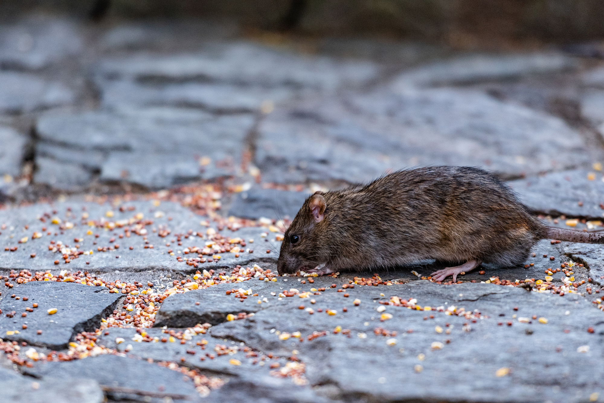 a rat eating fallen bird seeds