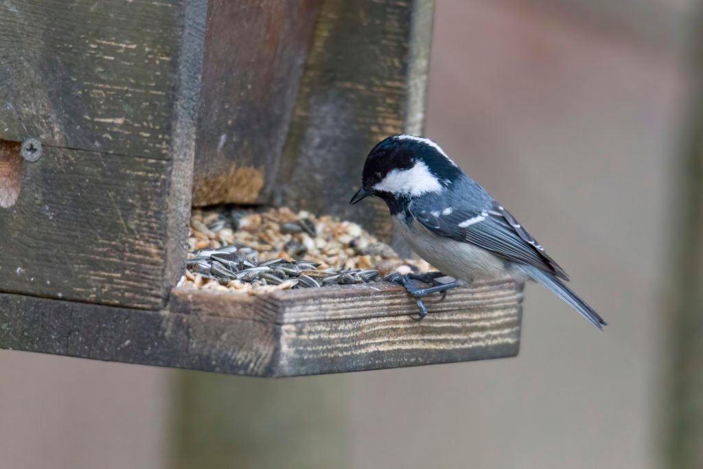 How To Stop Rats Eating Bird Food From Feeders and Bird Tables