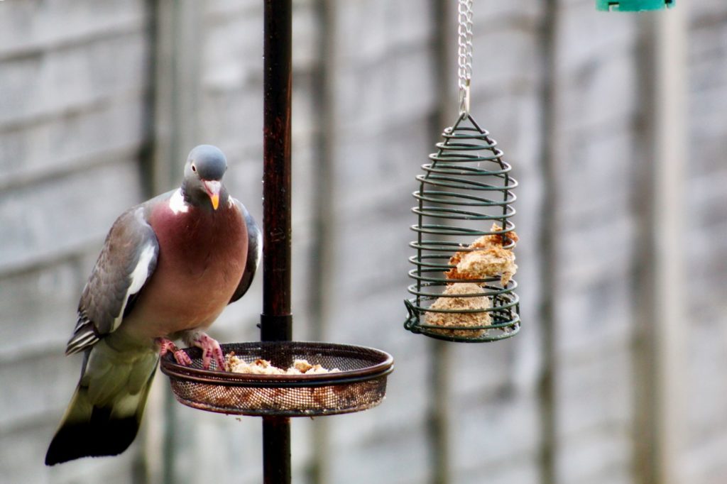 how to stop pigeons eating bird food