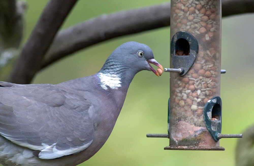 Pigeon on a bird feeder