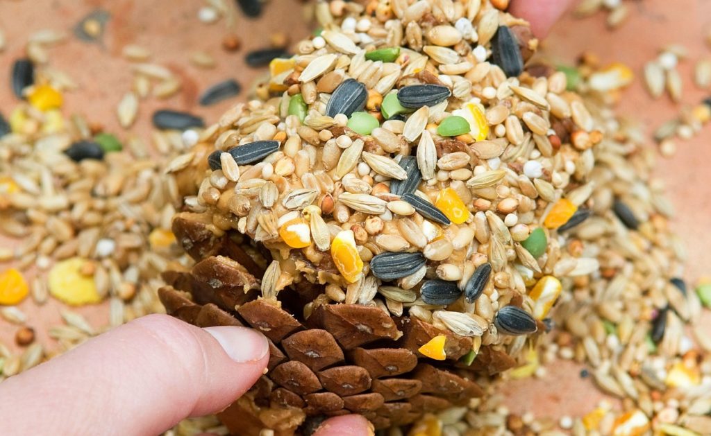 DIY bird food recipes