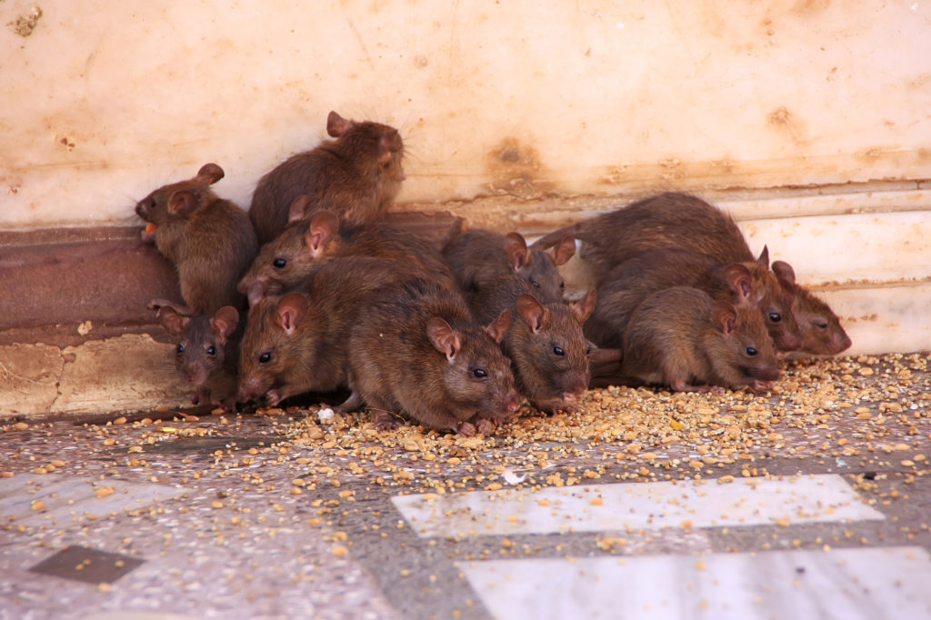 Rats eating fallen seed