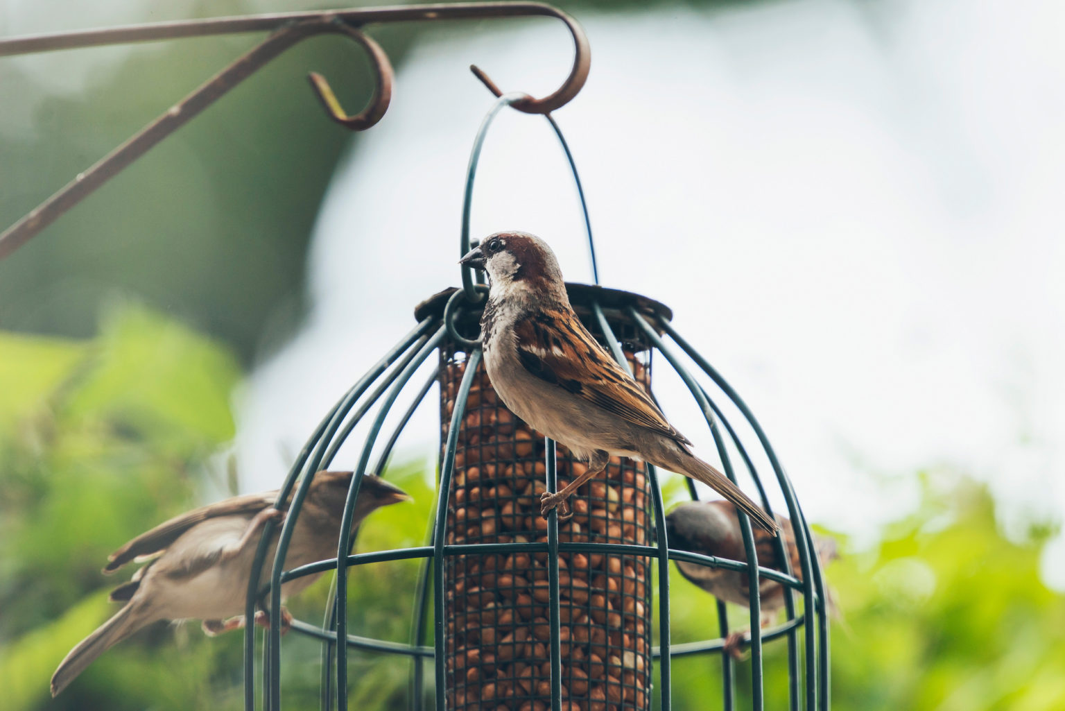 How To Stop Rats Eating Bird Food From Feeders and Bird Tables
