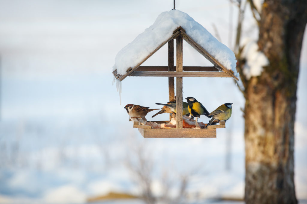 Five birds in the snowy winter bird feeder eating pork fat