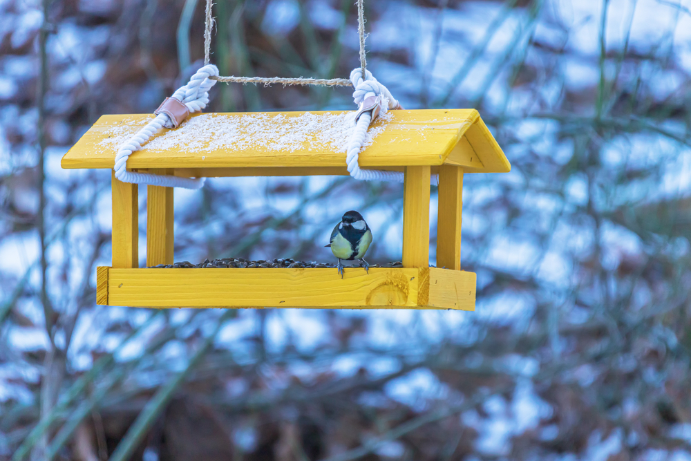 A bird feeder with a sunflower