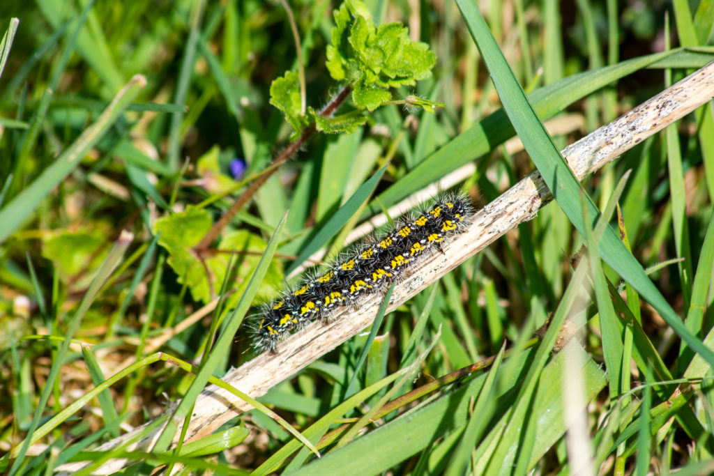 A black and yellow spiky caterpillar of the scarlet tiger moth Callimorpha dominula crawling on a dead plant stem surrounded by grass