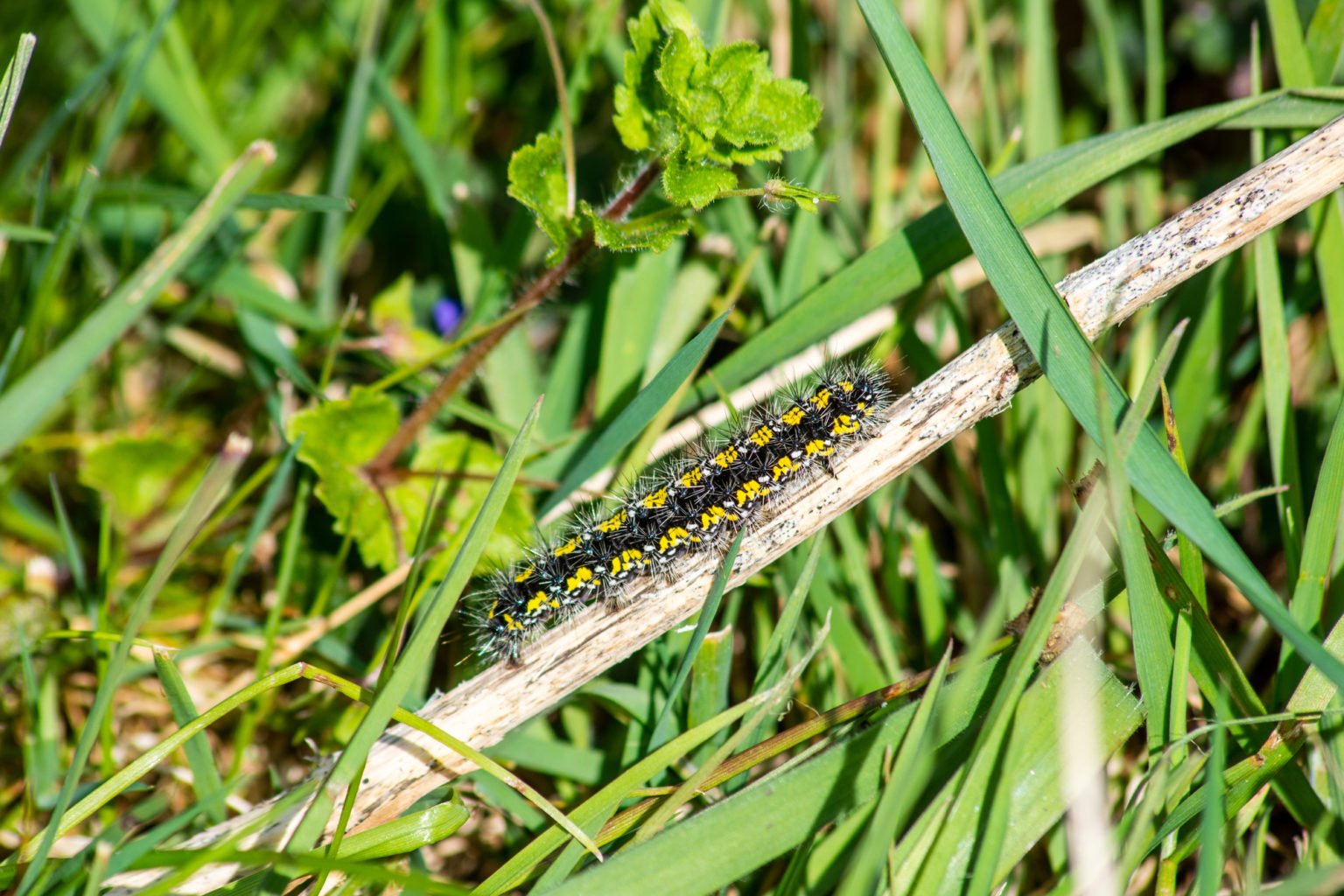 Scarlet Tiger Moth - Identification, Diet and Lifecycle