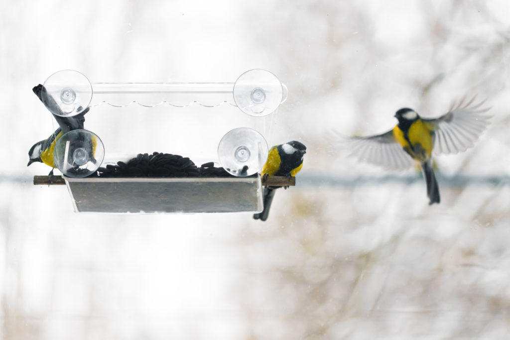 A large tit on the window in the house.