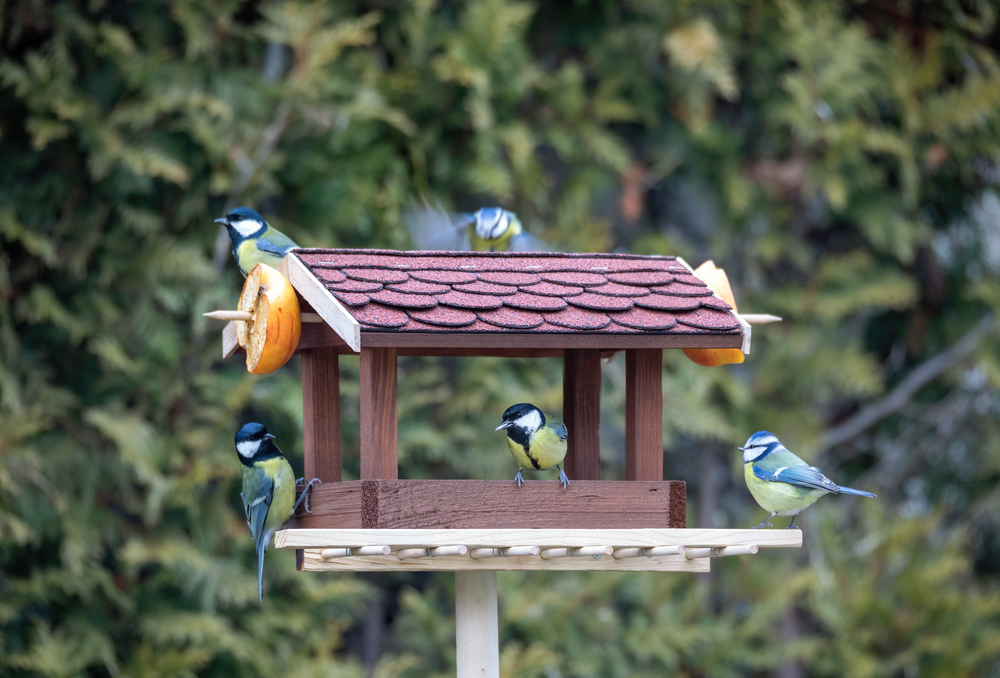 Great tits on a bird feeder