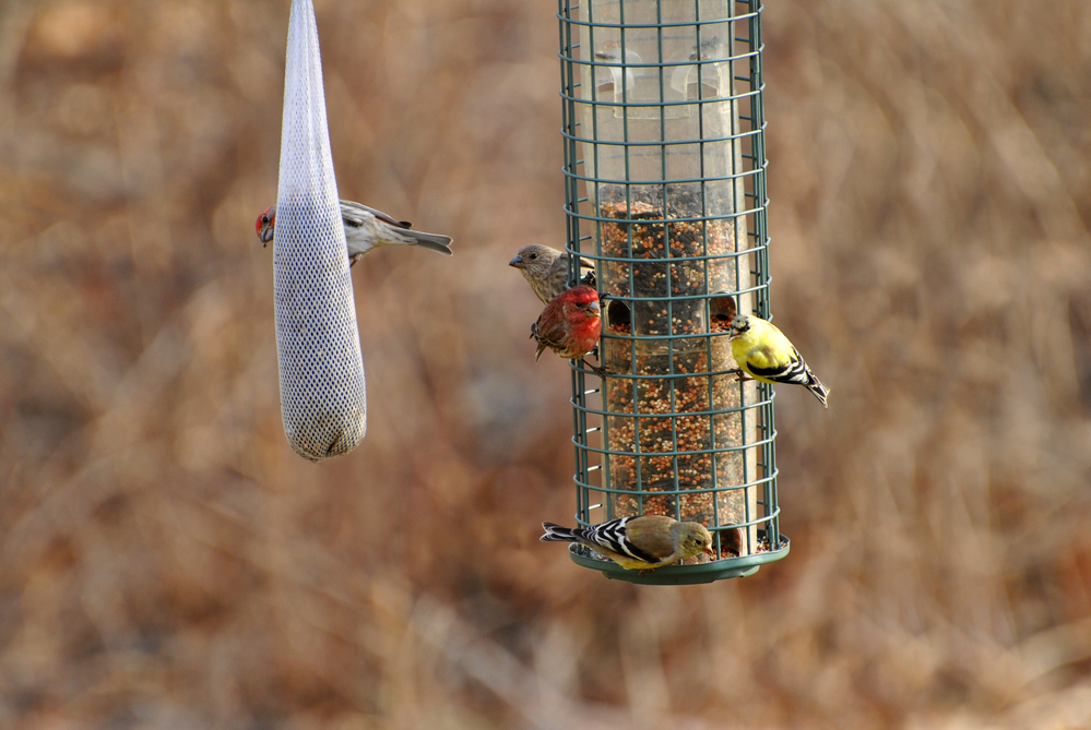 Busy Bird Feeder in Spring