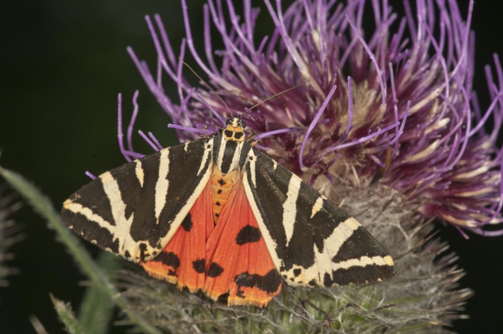 Jersey Tiger (Euplagia quadripunctaria) sucking on Woolly Thistle