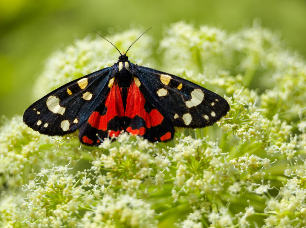 Scarlet Tiger (callimorpha dominula) moth sitting on flower in summer